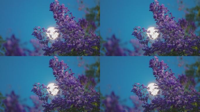 月光下的蓝花楹空镜