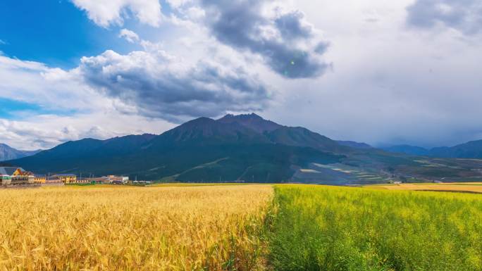 祁连阿咪东索景区 牛心山 油菜花延时拍摄