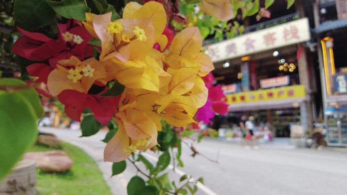 多种颜色紫荆花旅游景点景观4K