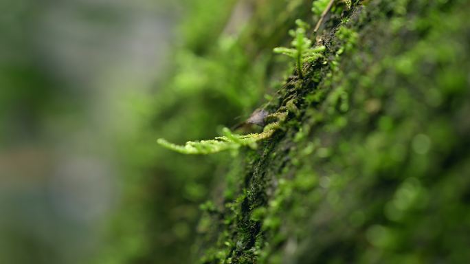 大自然 山野 小溪 苔藓 13