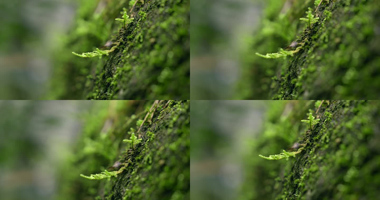 大自然 山野 小溪 苔藓 13