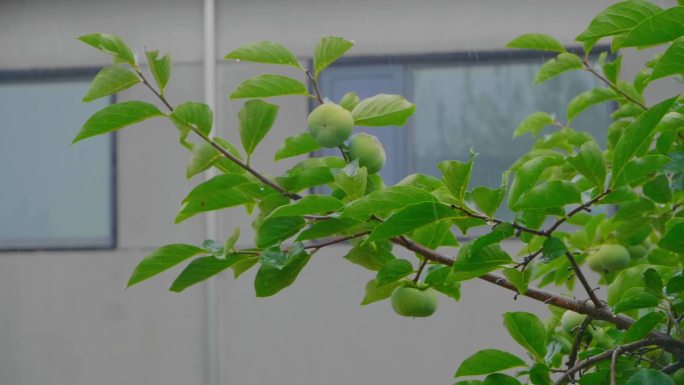 农村中式庭院柿子树下雨