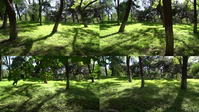 夏末秋初的一片草地树木影子斜照在地上实拍
