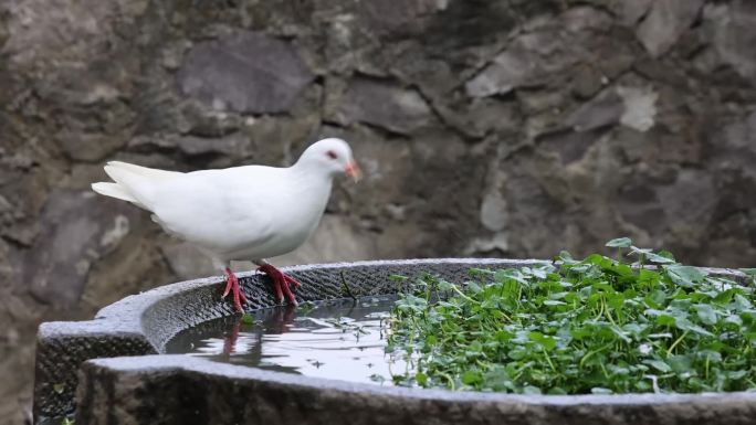 野外一只鸽子在水池边踱步