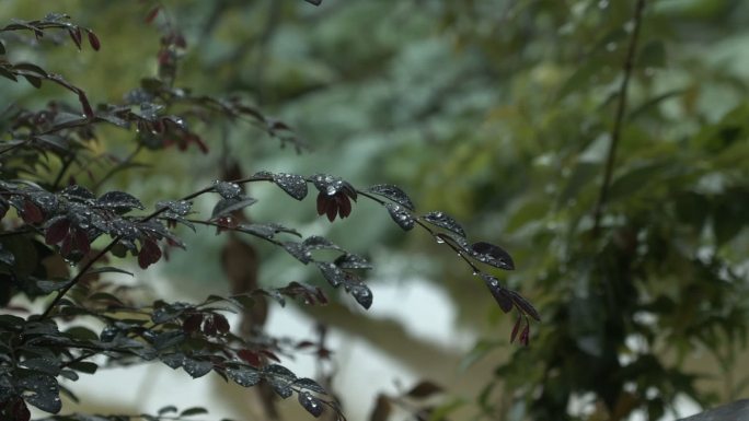 山野 植物 雨水 水滴