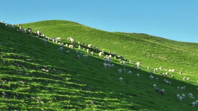 山坡上吃草的羊群4k航拍