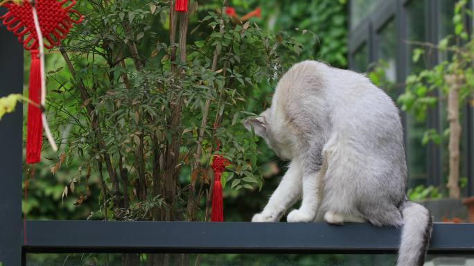 【合集】清新唯美猫咪视频，宠物萌宠警惕