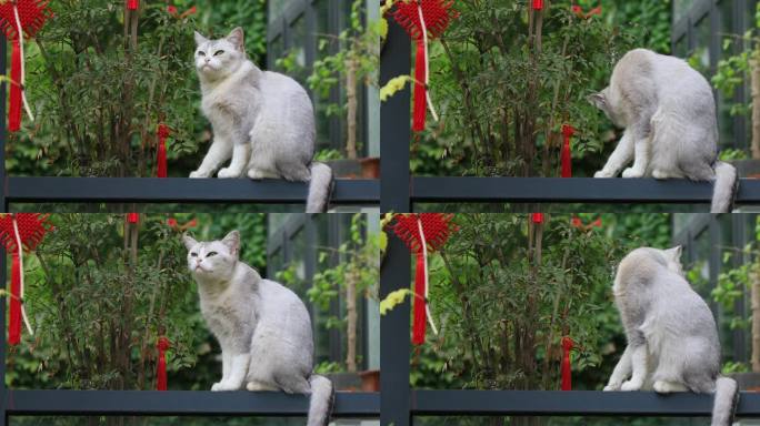 【合集】清新唯美猫咪视频，宠物萌宠警惕