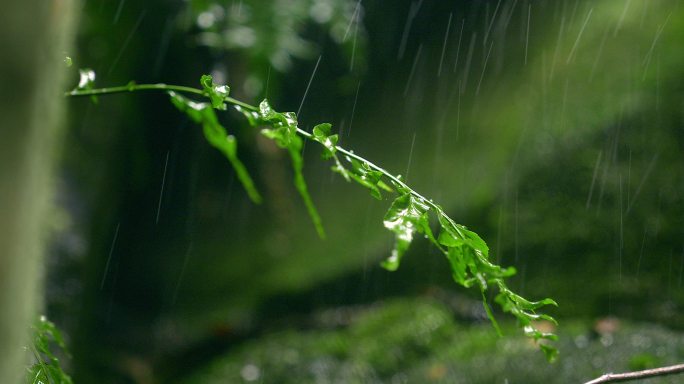 大自然  细雨 小树苗 雨滴 3