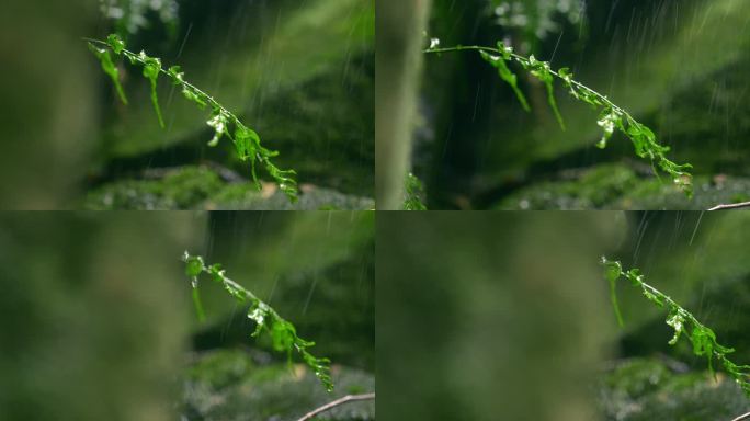 大自然  细雨 小树苗 雨滴 3