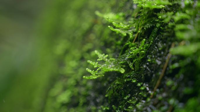大自然 山野 细雨 苔藓 2