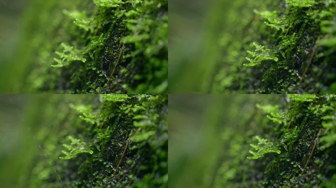 大自然 山野 细雨 苔藓 2