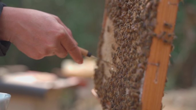 高清舒缓升格慢镜头采集蜂蜜