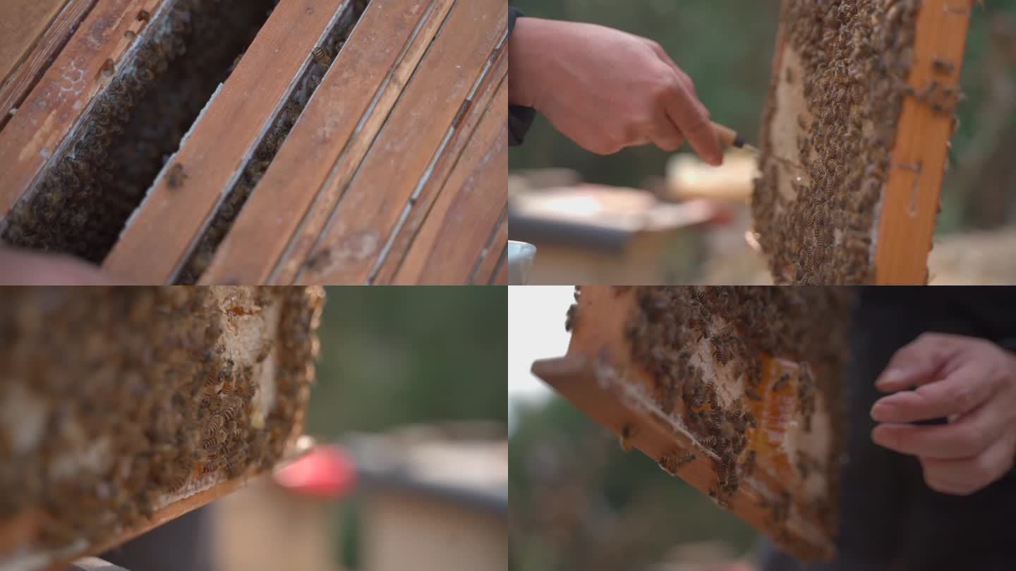 高清舒缓升格慢镜头采集蜂蜜