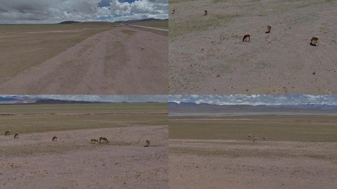 西藏羌塘 藏羚羊 4K航拍
