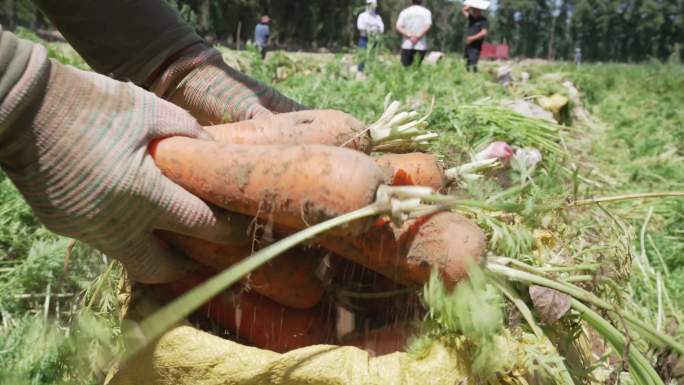 大西北胡罗卜种植丰收人工收割