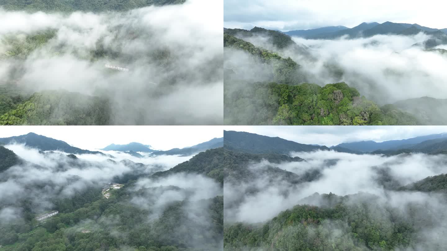 航拍素材 森林 云雾