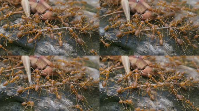 8K蚂蚁黄猄蚁空镜