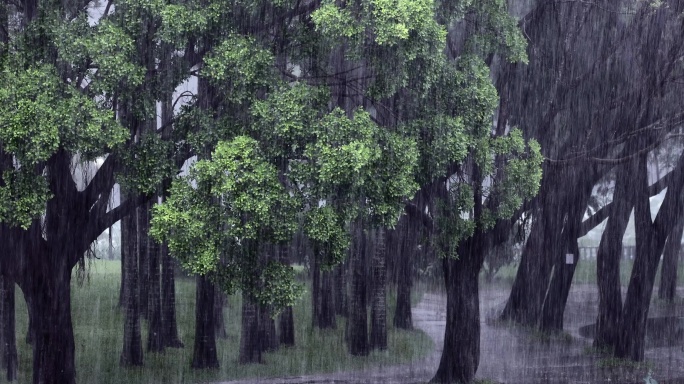 树林暴雨