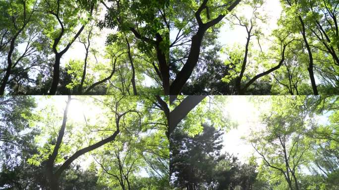 仰拍树林移动拍摄镜头前推穿梭树林风光美景