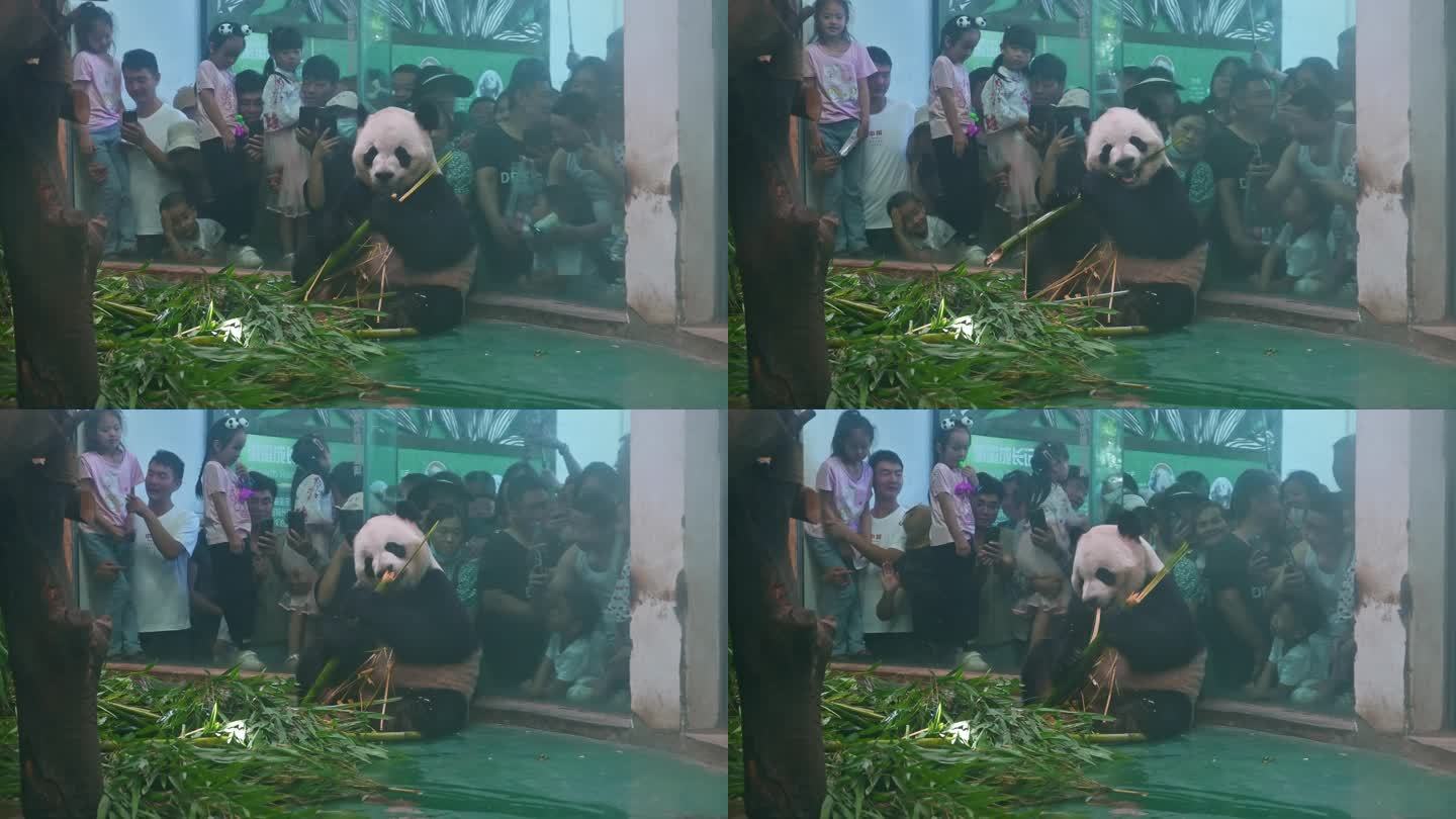 四川成都大熊猫室内咀嚼竹叶