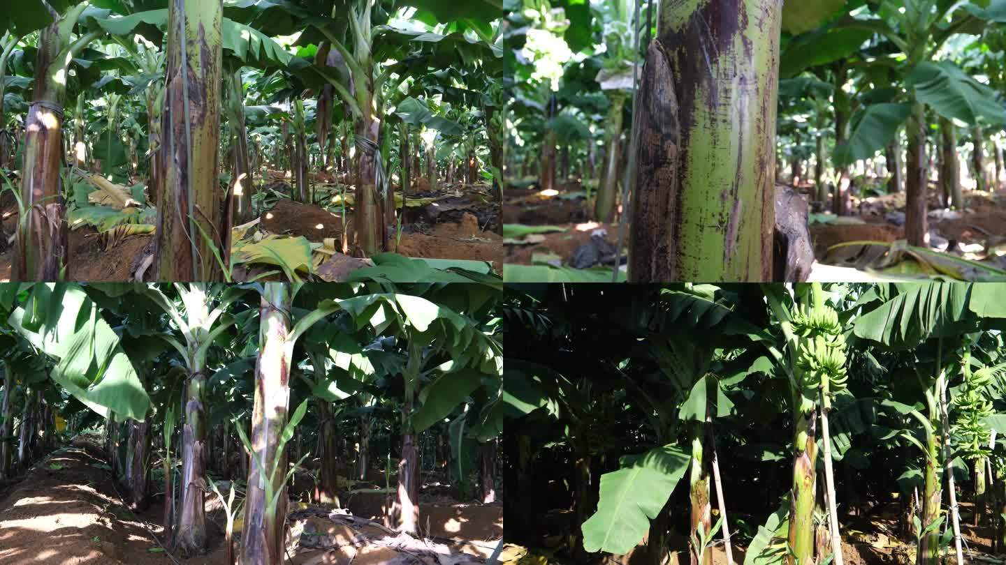 香蕉种植香蕉树
