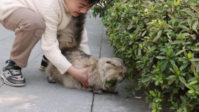 一个小男孩抱起宠物猫金吉拉