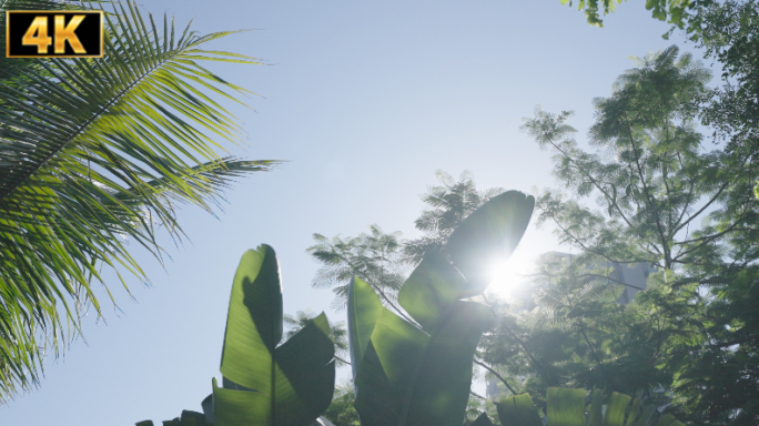 4K夏天阳光树叶唯美空镜头意境植物清晨