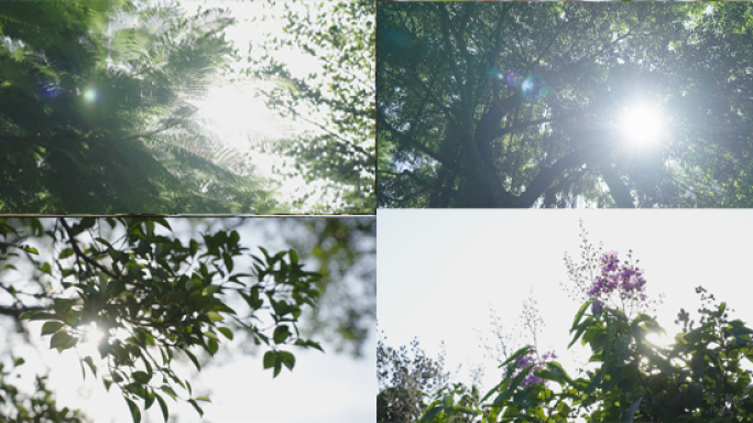 4K夏天阳光树叶唯美空镜头意境植物清晨
