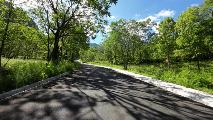 开车自驾在森林   森林公路旅行