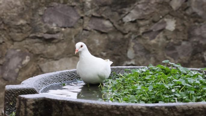 野外一只鸽子在水池边踱步