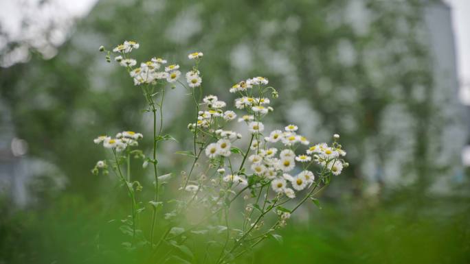 4K_空镜头素材_狗狗_雏菊_蜜蜂忙碌