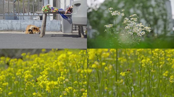 4K_空镜头素材_狗狗_雏菊_蜜蜂忙碌