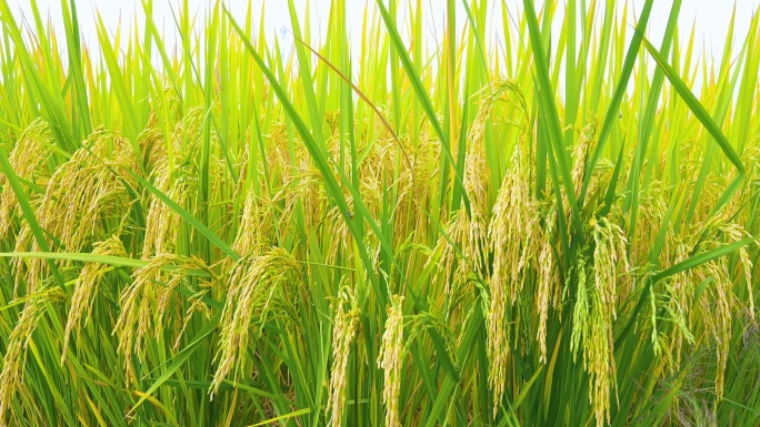 稻田里的谷子熟了稻穗粒粒饱满收获的季节