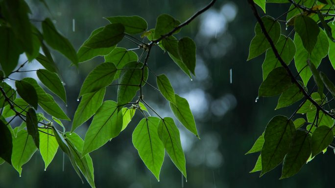 雨天雨滴树叶镜头