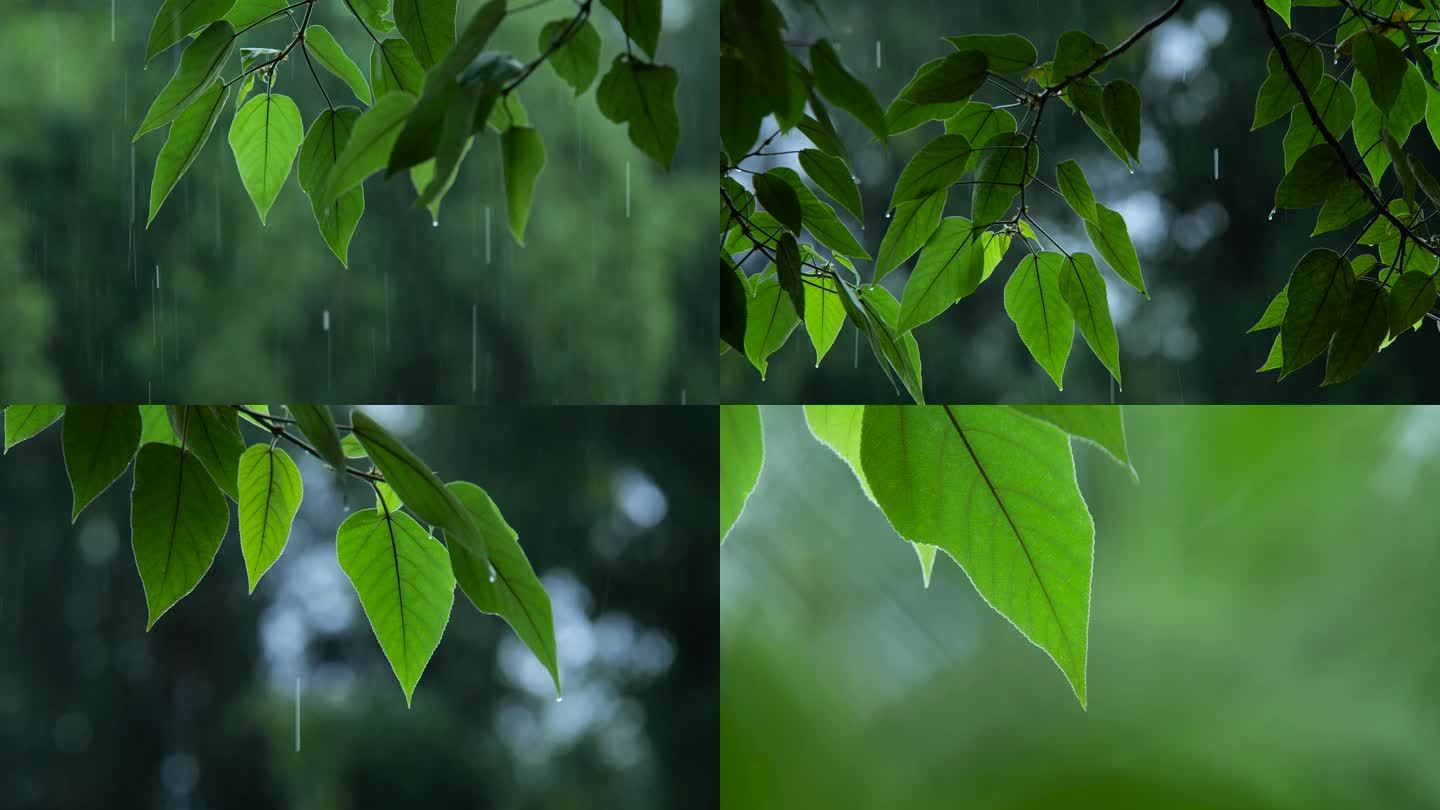 雨天雨滴树叶镜头