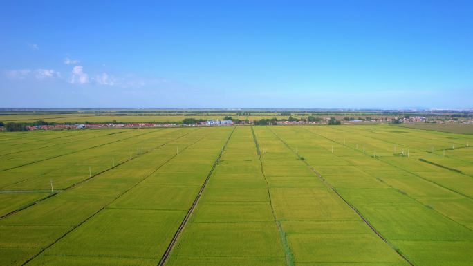 水稻 大面积水稻4K 水利灌溉