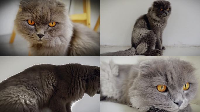 猫 宠物实拍视频