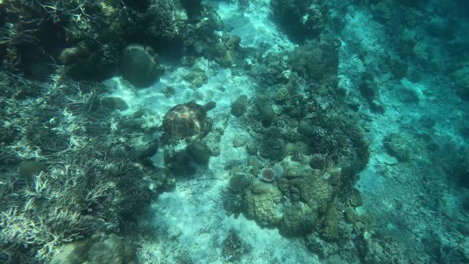 海龟在海底游泳，仙本那潜水的景观