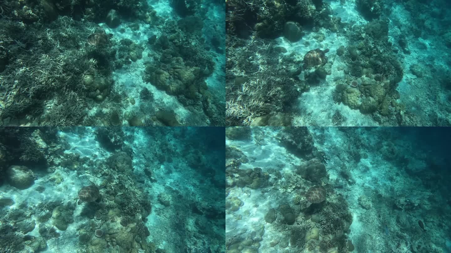 海龟在海底游泳，仙本那潜水的景观