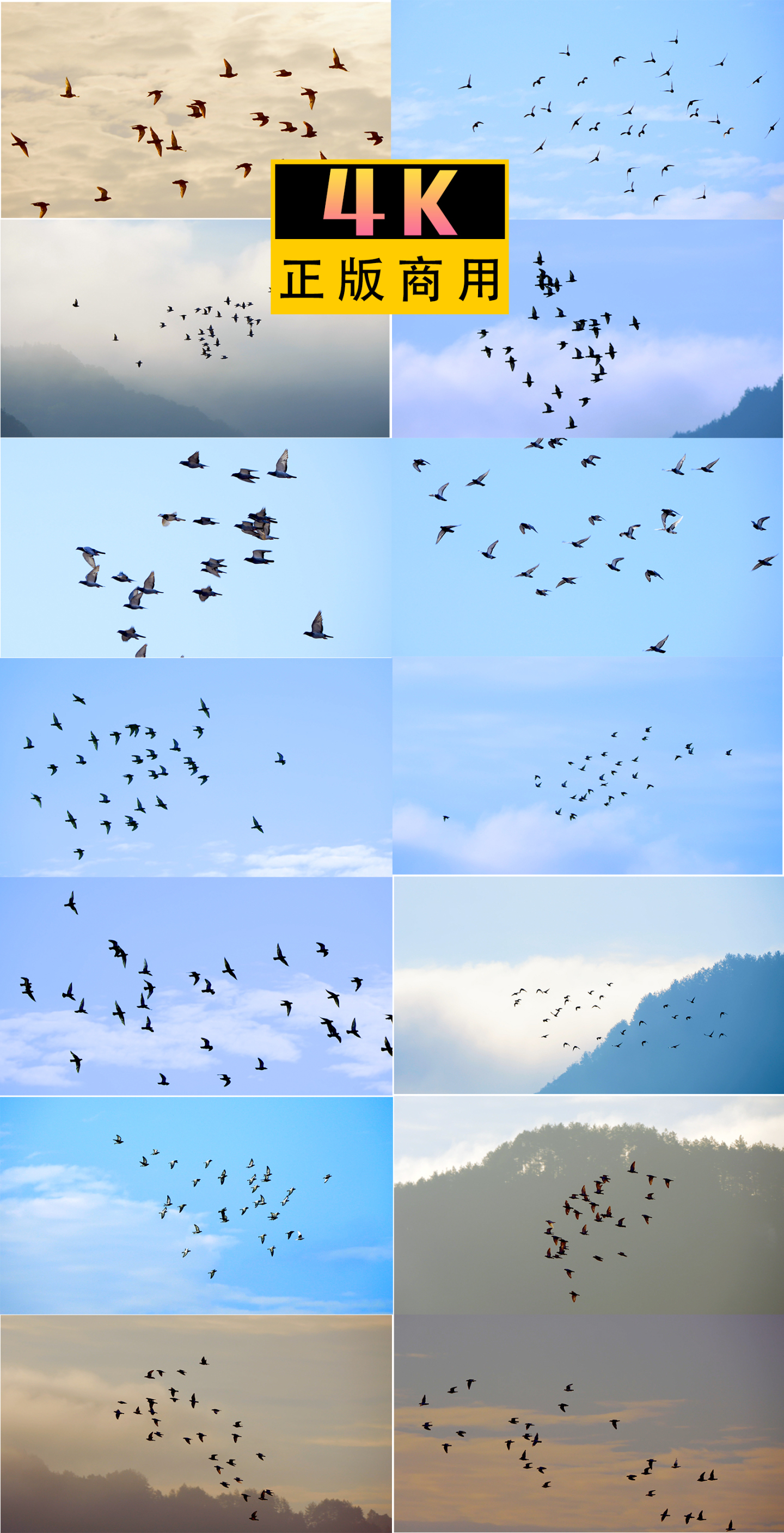 清晨天空飞翔的一群鸽子