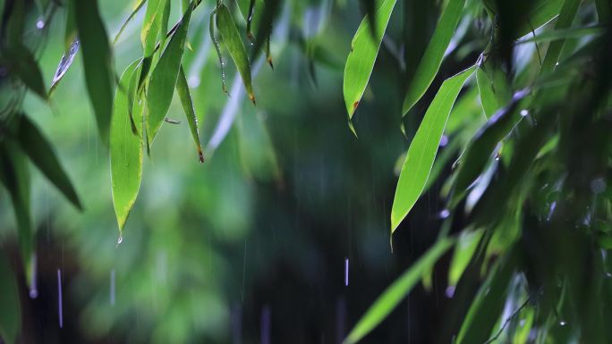 雨清明谷雨竹叶雨水下雨秋雨