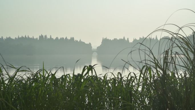 清晨湖边水草湖景