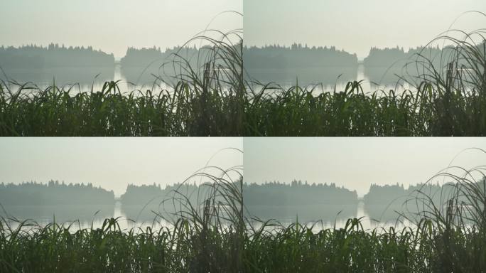 清晨湖边水草湖景