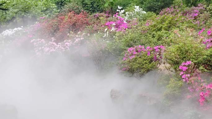 云雾飘渺鲜花盛开