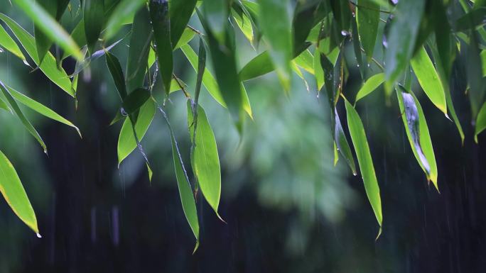 雨清明谷雨竹叶雨水下雨秋雨