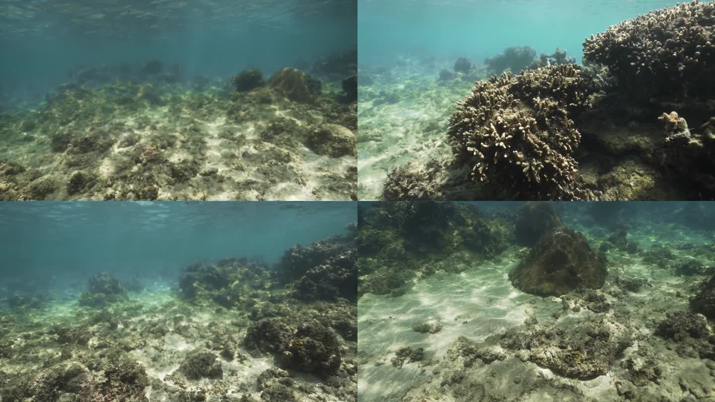 珊瑚礁海底风光