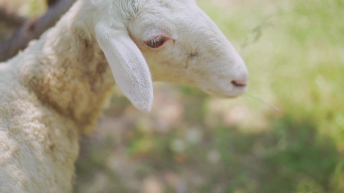 羊吃草 户外 阳光 绵阳 羊的目光