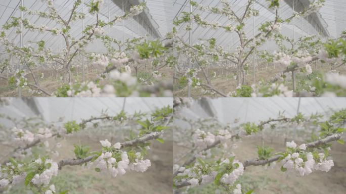 大棚樱花移轴拍摄