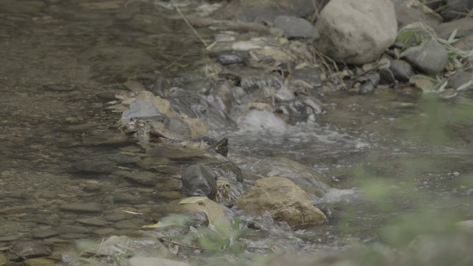 乡间溪流